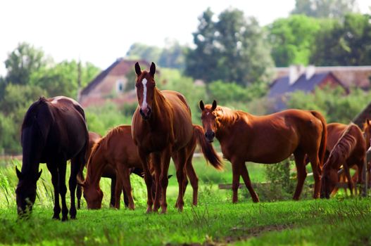 Beautiful horses on the field. Wildlife