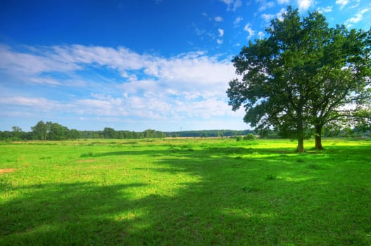 Tree on green summer field