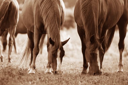 Beautiful horses on the field. Wildlife