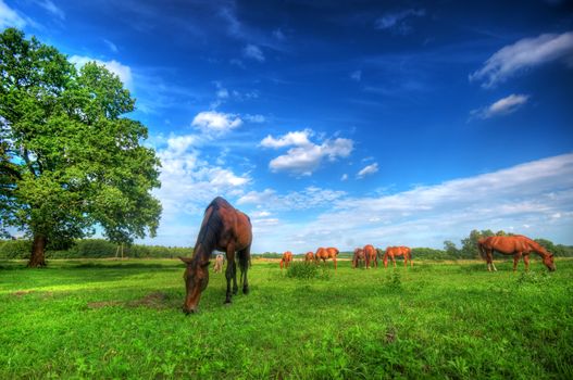 Beautiful wild horses on the perfect field. 