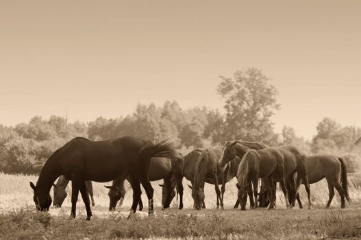 Beautiful horses on the field. Wildlife