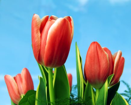 Spring fresh tulips flower background