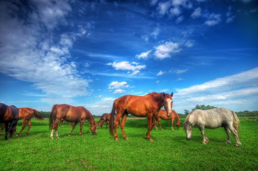 Beautiful wild horses on the perfect field.