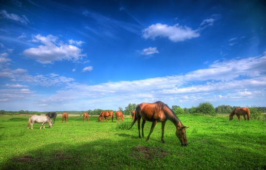 Beautiful wild horses on the perfect field.
