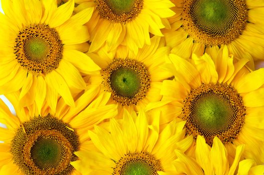 Flowers background. Natural summer sunflowers