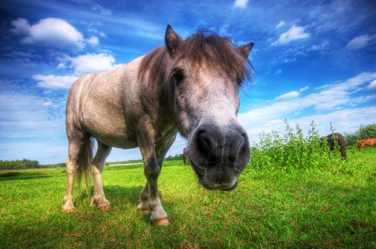 Beautiful wild young horse on the summer field.