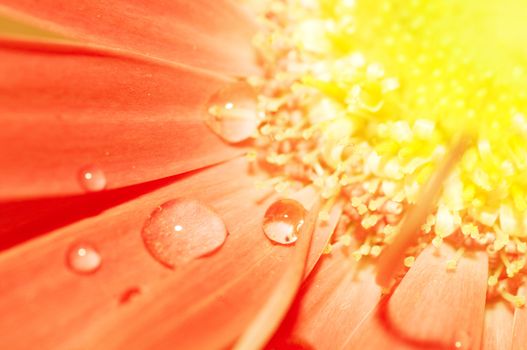Flower closeup. Orange and yellow colors