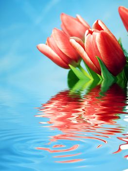 Spring fresh tulips flowers in crystal water reflection background