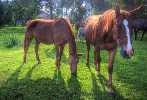 Beautiful wild horses on the field. 