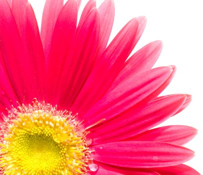 Flower closeup. Red and yellow colors