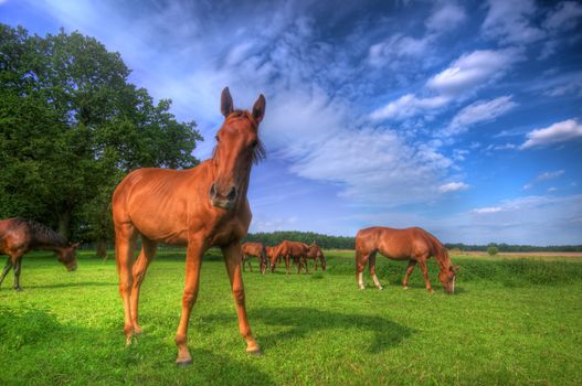 Beautiful wild horses on the perfect field. 