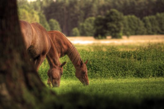 Beautiful horses on the field. Wildlife