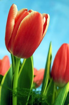 Spring fresh tulips flower background