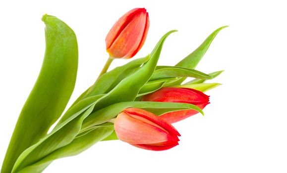 Fresh bouquet of tulips isolated over white background