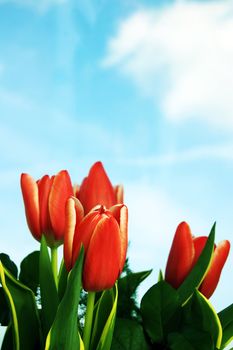 Spring fresh tulips flower background