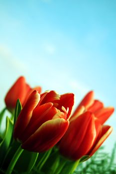 Spring fresh tulips flower background