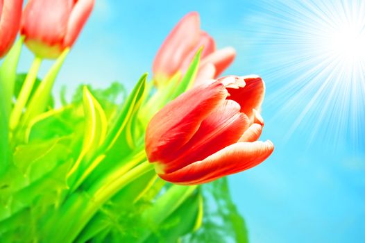 Spring fresh tulips flower background