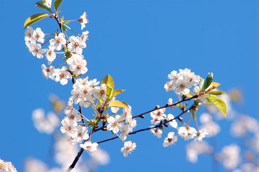 Spring tree branch in bloom