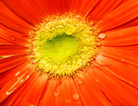 Flower closeup. Orange and yellow colors