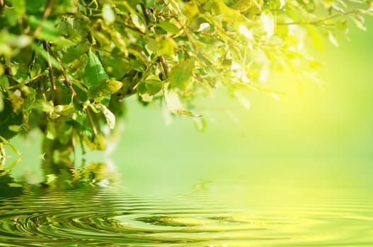 Nature green background. Water reflection and sun shining through the leaves