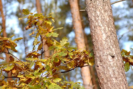 Autumn leaves on tree in forest