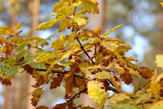 Autumn leaves on tree in forest