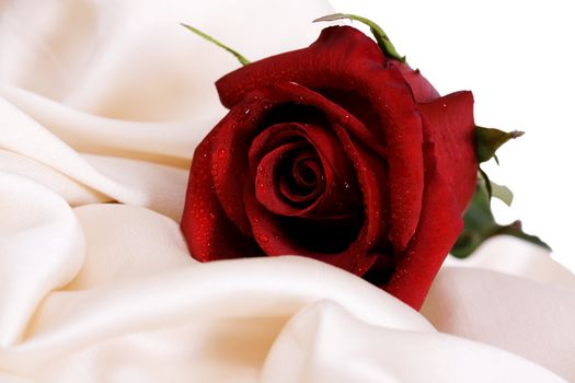 Red rose and white silk, and the concept of the wedding feast