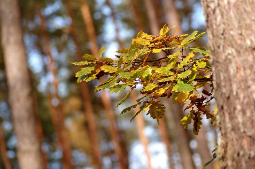 Autumn leaves on tree in forest
