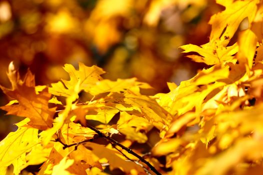 Autumn leaves on tree. Autumn, fall background