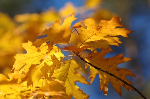 Autumn leaves on tree. Autumn, fall background