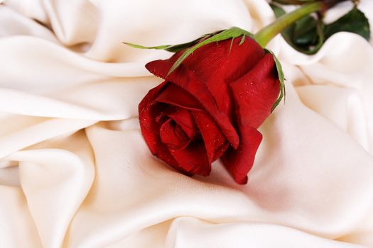 Red rose and white silk, and the concept of the wedding feast