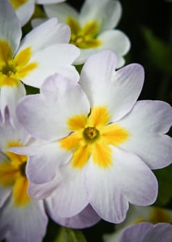 Primula flower