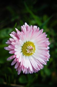 Close up of Bellis perennis