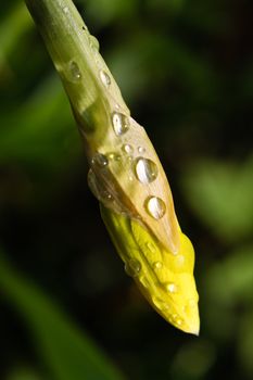 Narcissus in drops of water