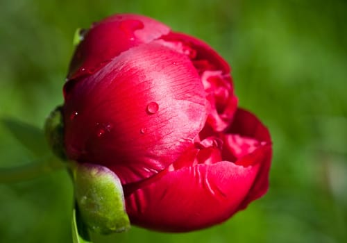 Blooming Peony in drops of rain.  Small depth to sharpness