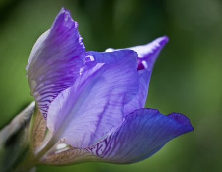 Close up of blooming iris.  Small depth to sharpness