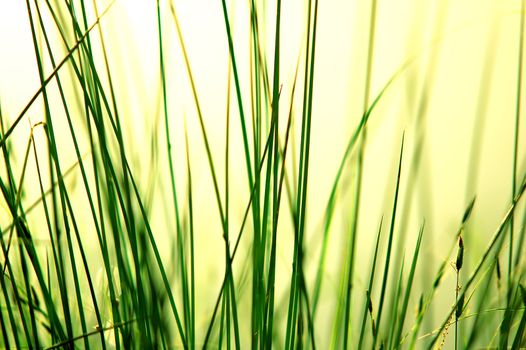 Fresh green grass at the mornig sunlight