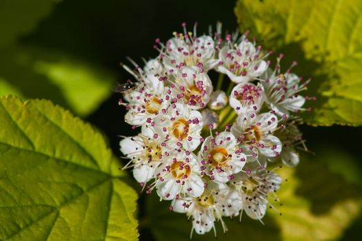 Flowering Dogwood tree -- Cornus alba.  Small depth to sharpness