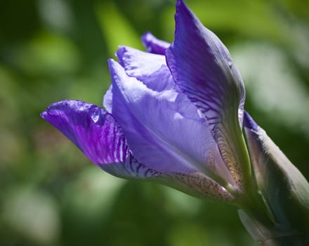 Close up of blooming iris. Small depth to sharpness