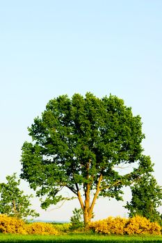 Beautiful green tree at summer. Copyspace above