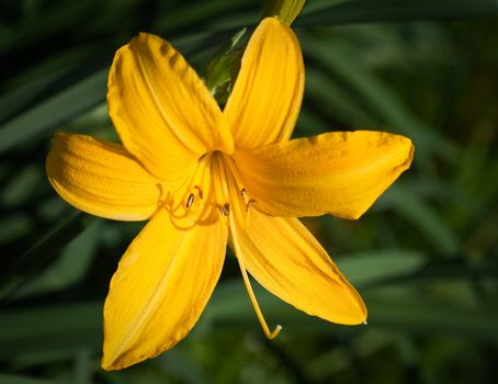 Yellow lily flowers in bloom with grass 