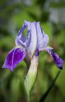 Close up of blooming iris.  Small depth to sharpness