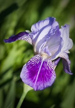 Close up of blooming iris.  Small depth to sharpness