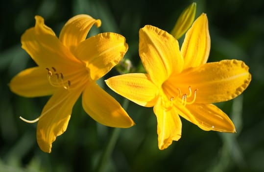 Yellow lily flowers in bloom with grass 