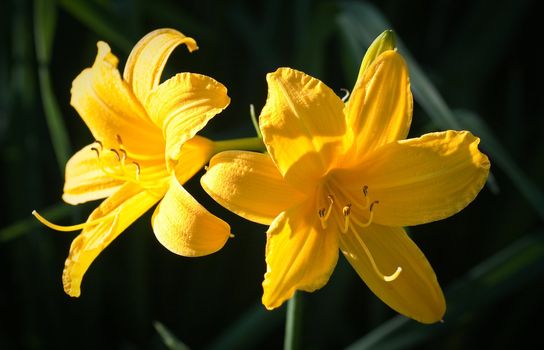 Yellow lily flowers in bloom with grass 