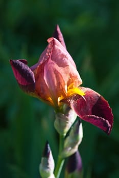 Close up of blooming iris.  Small depth to sharpness