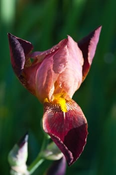 Close up of blooming iris.  Small depth to sharpness