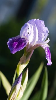 Close up of blooming iris.  Small depth to sharpness