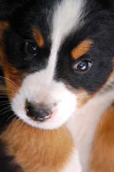 Close-up of puppy Bernese mountain dog 