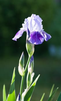 Close up of blooming iris.  Small depth to sharpness